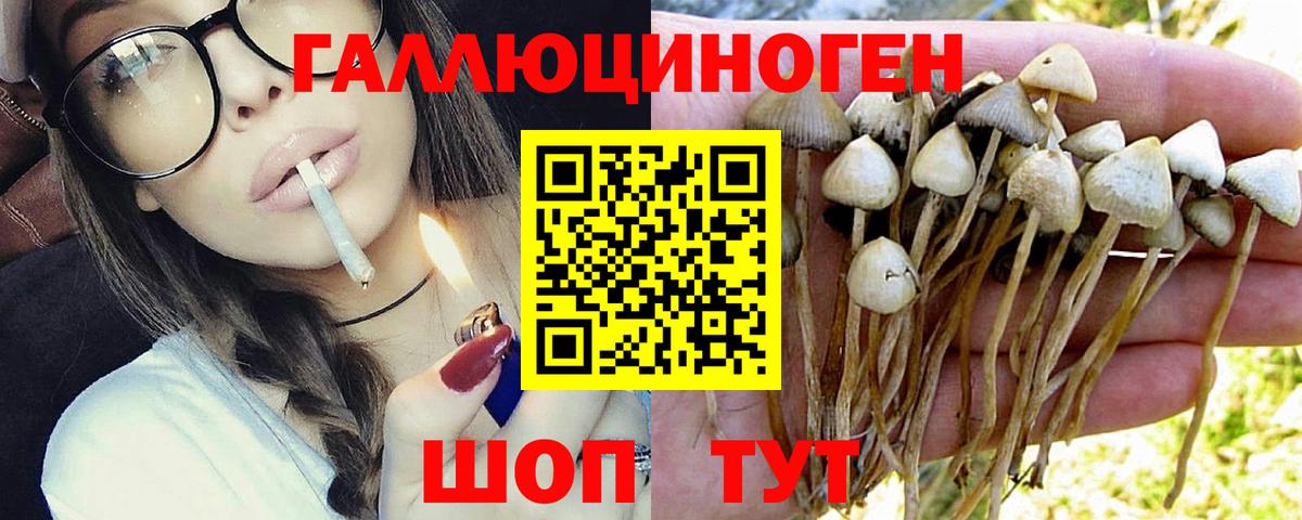 Галлюциногенные грибы Psilocybine cubensis Горно-Алтайск